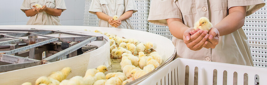 恒峰g22·(中国区)官网入口-天天有惊喜