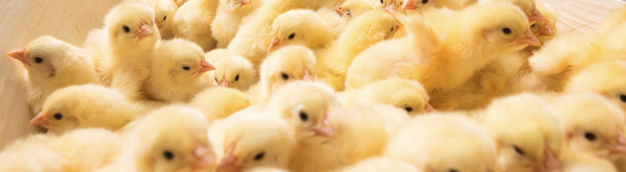 恒峰g22·(中国区)官网入口-天天有惊喜