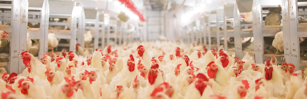 恒峰g22·(中国区)官网入口-天天有惊喜